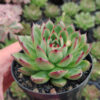 Echeveria Agavoides Pulidonis, real gallery image #1 plants. Picture taken directly from kaktus.id community Echeveria farmer green houses.