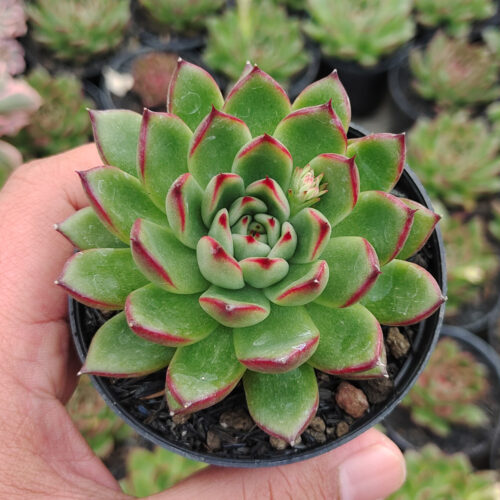 Echeveria Agavoides Pulidonis, real gallery image #2 plants. Picture taken directly from kaktus.id community Echeveria farmer green houses.