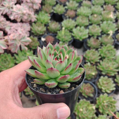 Echeveria Agavoides Pulidonis, real gallery image #3 plants. Picture taken directly from kaktus.id community Echeveria farmer green houses.