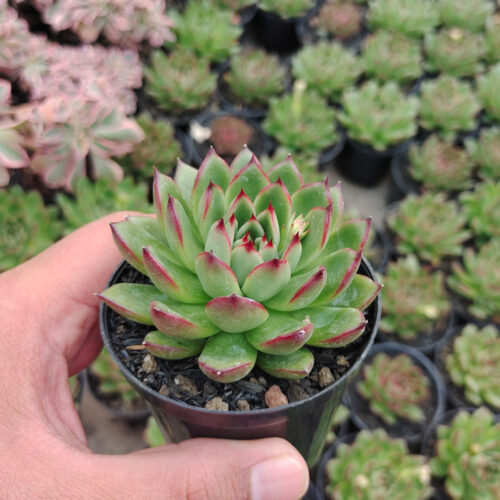 Echeveria Agavoides Pulidonis, real gallery image #4 plants. Picture taken directly from kaktus.id community Echeveria farmer green houses.