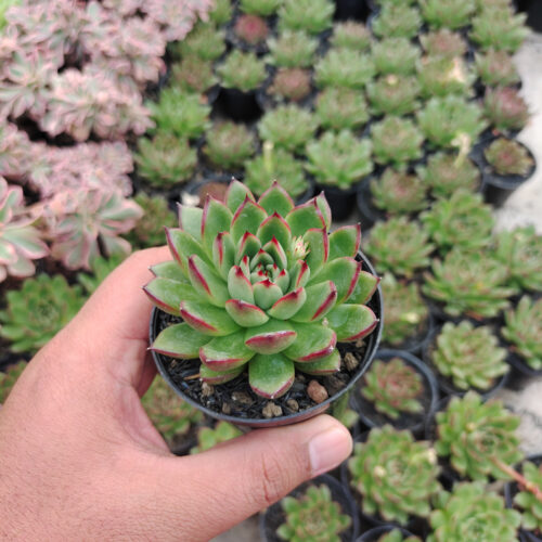 Echeveria Agavoides Pulidonis, real gallery image #5 plants. Picture taken directly from kaktus.id community Echeveria farmer green houses.