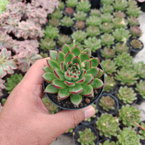 Echeveria Agavoides Pulidonis, real gallery image #6 plants. Picture taken directly from kaktus.id community Echeveria farmer green houses.