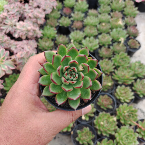 Echeveria Agavoides Pulidonis, real gallery image #7 plants. Picture taken directly from kaktus.id community Echeveria farmer green houses.