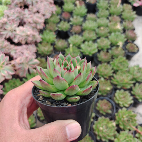 Echeveria Agavoides Pulidonis, real gallery image #8 plants. Picture taken directly from kaktus.id community Echeveria farmer green houses.