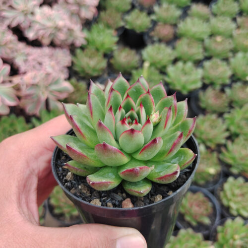Echeveria Agavoides Pulidonis, real gallery image #9 plants. Picture taken directly from kaktus.id community Echeveria farmer green houses.