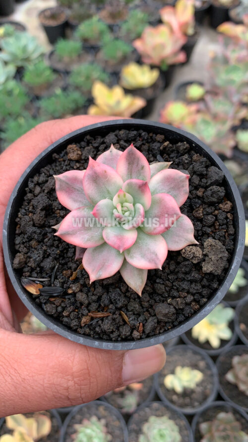 Echeveria Pink Princess, real gallery image #5 plants. Picture taken directly from kaktus.id community Echeveria farmer green houses.