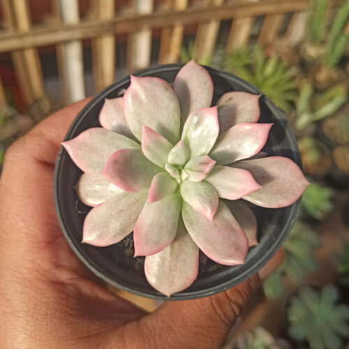 Echeveria Pink Princess, real gallery image #35 plants. Picture taken directly from kaktus.id community Echeveria farmer green houses.