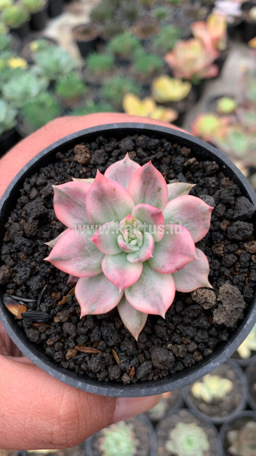Echeveria Pink Princess, real gallery image #39 plants. Picture taken directly from kaktus.id community Echeveria farmer green houses.