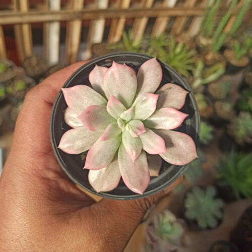 Echeveria Pink Princess, real gallery image #7 plants. Picture taken directly from kaktus.id community Echeveria farmer green houses.
