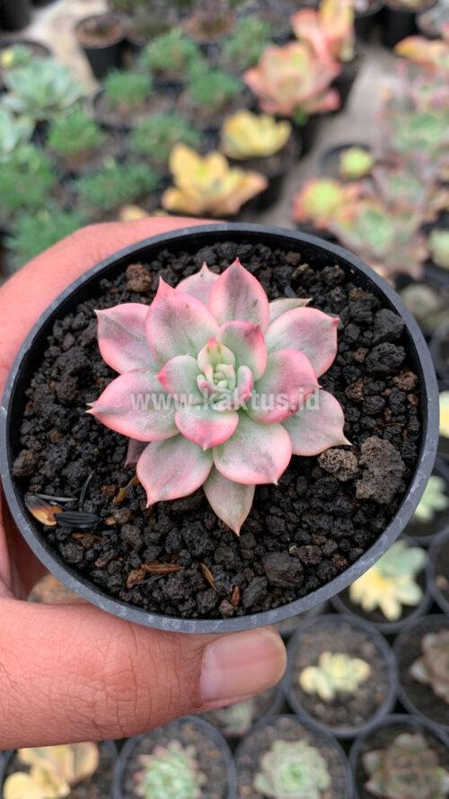 Echeveria Pink Princess, real gallery image #19 plants. Picture taken directly from kaktus.id community Echeveria farmer green houses.