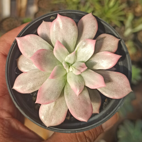 Echeveria Pink Princess, real gallery image #4 plants. Picture taken directly from kaktus.id community Echeveria farmer green houses.