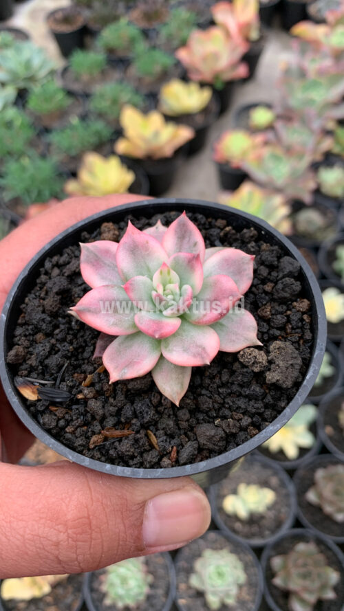Echeveria Pink Princess, real gallery image #29 plants. Picture taken directly from kaktus.id community Echeveria farmer green houses.