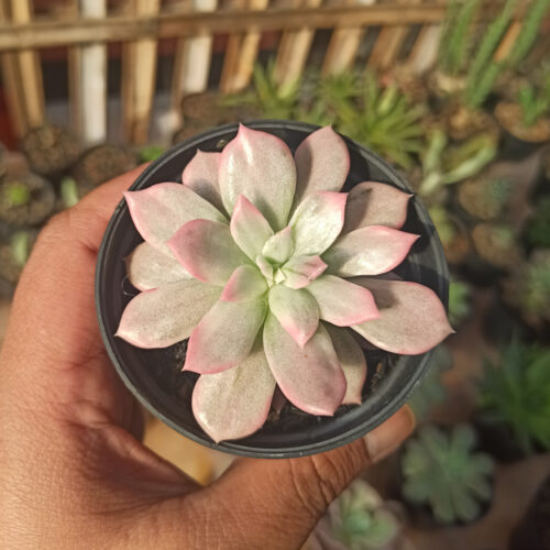 Echeveria Pink Princess, real gallery image #13 plants. Picture taken directly from kaktus.id community Echeveria farmer green houses.
