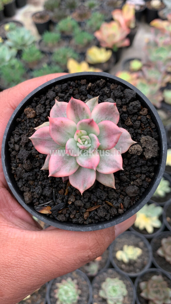 kaktus.id