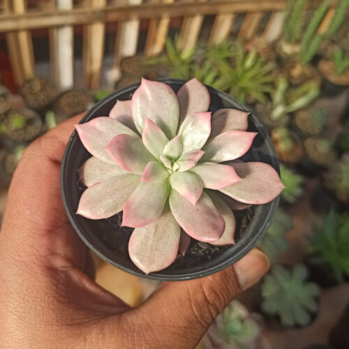 Echeveria Pink Princess, real gallery image #28 plants. Picture taken directly from kaktus.id community Echeveria farmer green houses.