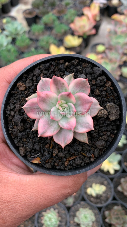 Echeveria Pink Princess, real gallery image #34 plants. Picture taken directly from kaktus.id community Echeveria farmer green houses.