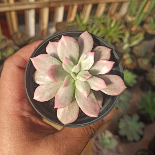 Echeveria Pink Princess, real gallery image #22 plants. Picture taken directly from kaktus.id community Echeveria farmer green houses.