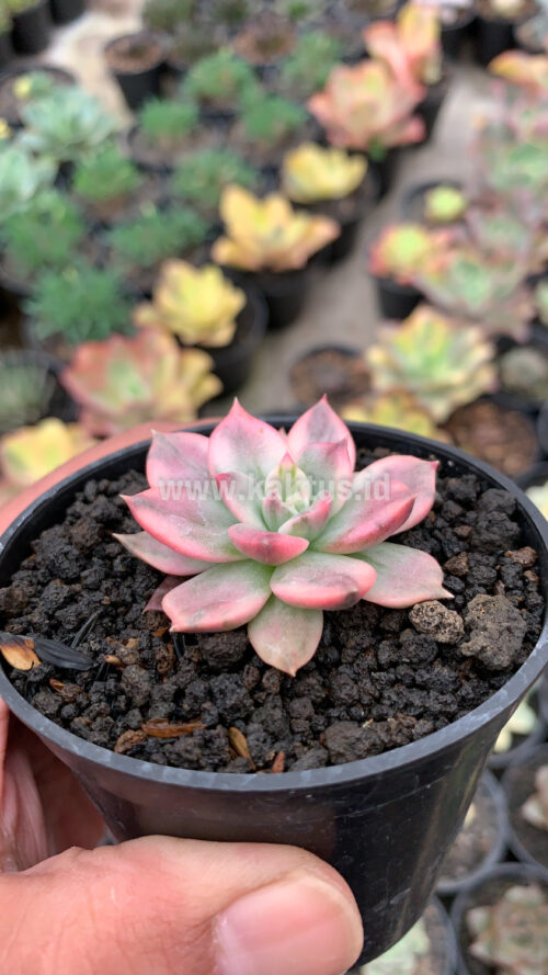 Echeveria Pink Princess, real gallery image #16 plants. Picture taken directly from kaktus.id community Echeveria farmer green houses.