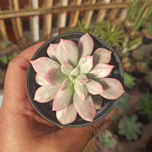Echeveria Pink Princess, real gallery image #32 plants. Picture taken directly from kaktus.id community Echeveria farmer green houses.