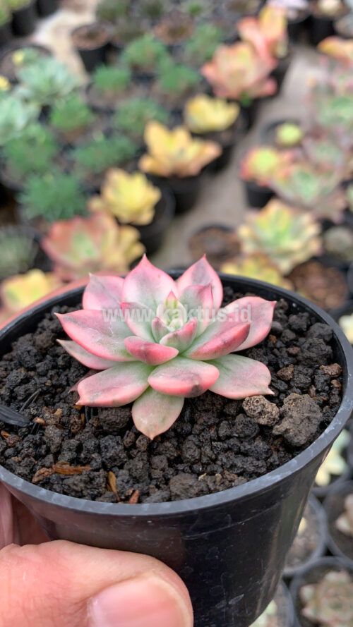 Echeveria Pink Princess, real gallery image #11 plants. Picture taken directly from kaktus.id community Echeveria farmer green houses.