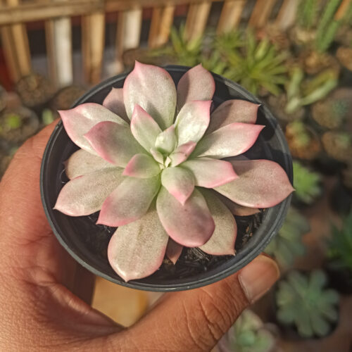 Echeveria Pink Princess, real gallery image #30 plants. Picture taken directly from kaktus.id community Echeveria farmer green houses.