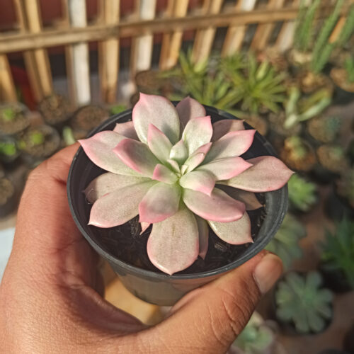 Echeveria Pink Princess, real gallery image #38 plants. Picture taken directly from kaktus.id community Echeveria farmer green houses.
