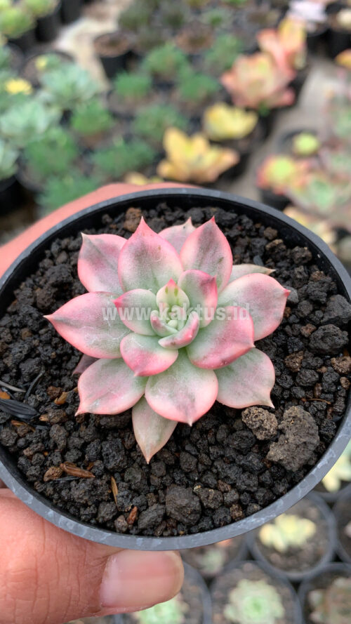 Echeveria Pink Princess, real gallery image #9 plants. Picture taken directly from kaktus.id community Echeveria farmer green houses.
