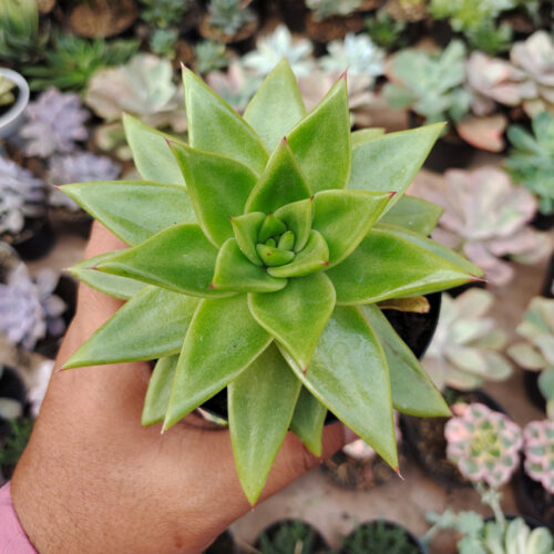 Echeveria Agavoides Molded Wax Agave, real gallery image #2 plants. Picture taken directly from kaktus.id community Echeveria farmer green houses.