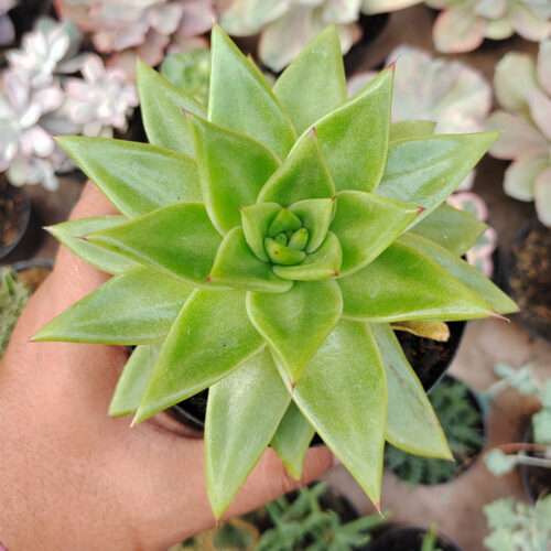 Echeveria Agavoides Molded Wax Agave, real gallery image #4 plants. Picture taken directly from kaktus.id community Echeveria farmer green houses.