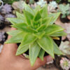 Echeveria Agavoides Molded Wax Agave, real gallery image #3 plants. Picture taken directly from kaktus.id community Echeveria farmer green houses.