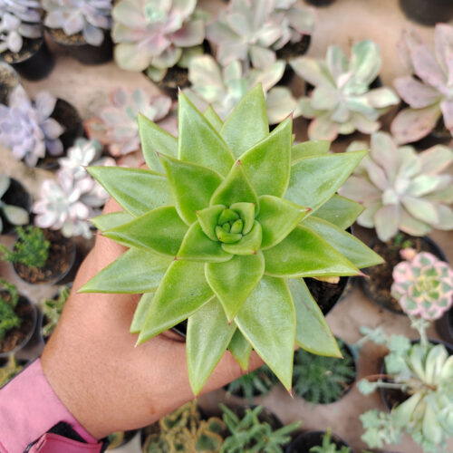 Echeveria Agavoides Molded Wax Agave, real gallery image #5 plants. Picture taken directly from kaktus.id community Echeveria farmer green houses.
