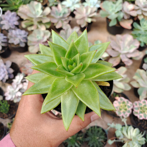 Echeveria Agavoides Molded Wax Agave, real gallery image #7 plants. Picture taken directly from kaktus.id community Echeveria farmer green houses.