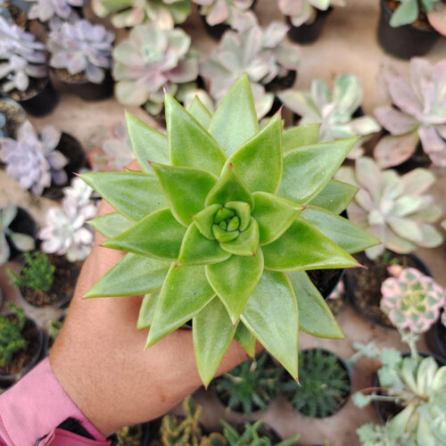 Echeveria Agavoides Molded Wax Agave, real gallery image #6 plants. Picture taken directly from kaktus.id community Echeveria farmer green houses.