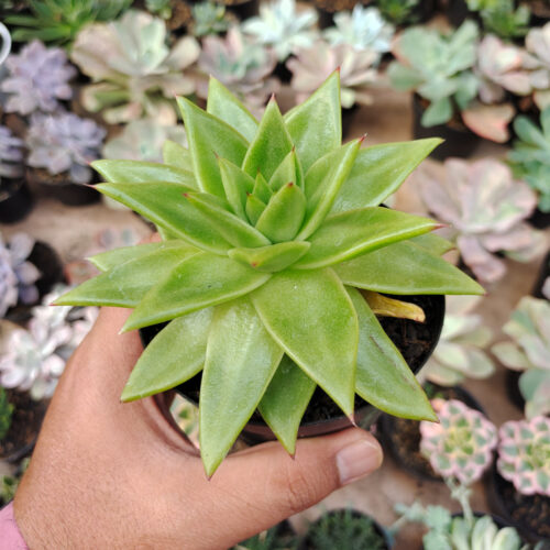 Echeveria Agavoides Molded Wax Agave, real gallery image #8 plants. Picture taken directly from kaktus.id community Echeveria farmer green houses.