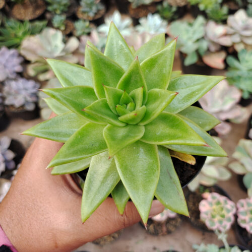 Echeveria Agavoides Molded Wax Agave, real gallery image #9 plants. Picture taken directly from kaktus.id community Echeveria farmer green houses.