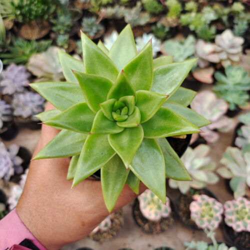 Echeveria Agavoides Molded Wax Agave, real gallery image #10 plants. Picture taken directly from kaktus.id community Echeveria farmer green houses.