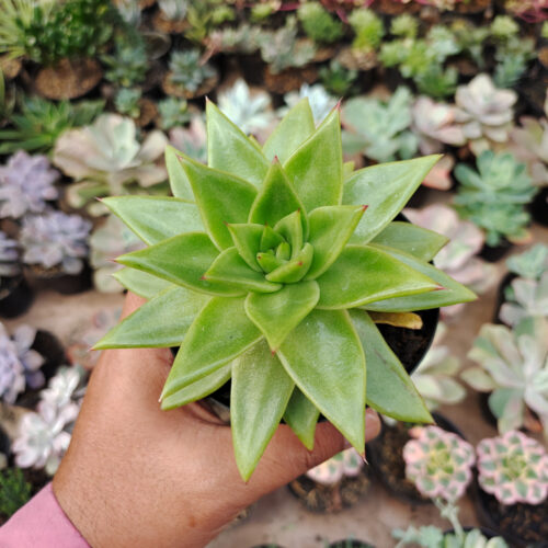 Echeveria Agavoides Molded Wax Agave, real gallery image #1 plants. Picture taken directly from kaktus.id community Echeveria farmer green houses.