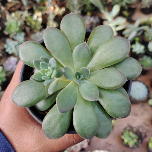 Echeveria Carnicolor, real gallery image #2 plants. Picture taken directly from kaktus.id community Echeveria farmer green houses.