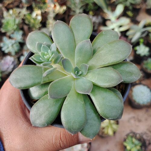 Echeveria Carnicolor, real gallery image #3 plants. Picture taken directly from kaktus.id community Echeveria farmer green houses.