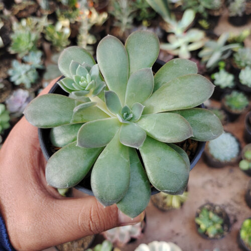 Echeveria Carnicolor, real gallery image #4 plants. Picture taken directly from kaktus.id community Echeveria farmer green houses.