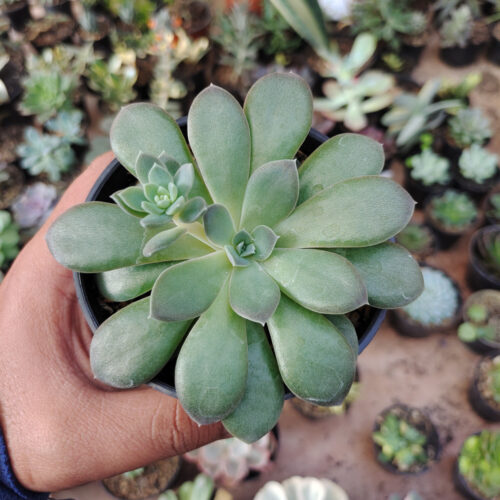 Echeveria Carnicolor, real gallery image #5 plants. Picture taken directly from kaktus.id community Echeveria farmer green houses.