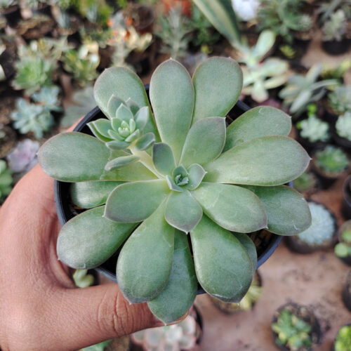 Echeveria Carnicolor, real gallery image #6 plants. Picture taken directly from kaktus.id community Echeveria farmer green houses.