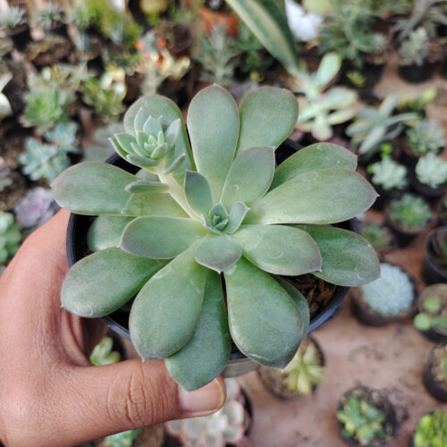 Echeveria Carnicolor, real gallery image #7 plants. Picture taken directly from kaktus.id community Echeveria farmer green houses.