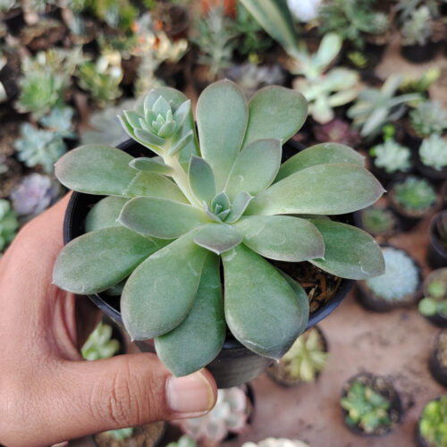 Echeveria Carnicolor, real gallery image #8 plants. Picture taken directly from kaktus.id community Echeveria farmer green houses.