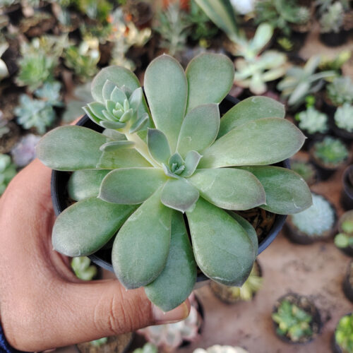 Echeveria Carnicolor, real gallery image #1 plants. Picture taken directly from kaktus.id community Echeveria farmer green houses.