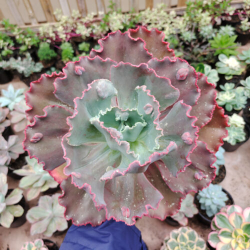 Echeveria Mauna Loa Size 15 Cm, real gallery image #12 plants. Picture taken directly from kaktus.id community Echeveria farmer green houses.