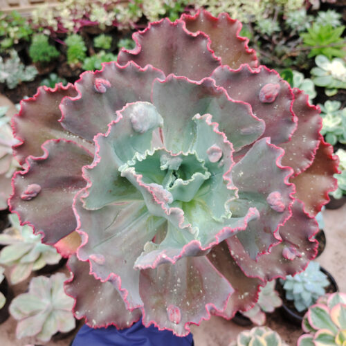 Echeveria Mauna Loa Size 15 Cm, real gallery image #11 plants. Picture taken directly from kaktus.id community Echeveria farmer green houses.