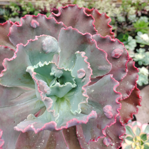 Echeveria Mauna Loa Size 15 Cm, real gallery image #13 plants. Picture taken directly from kaktus.id community Echeveria farmer green houses.