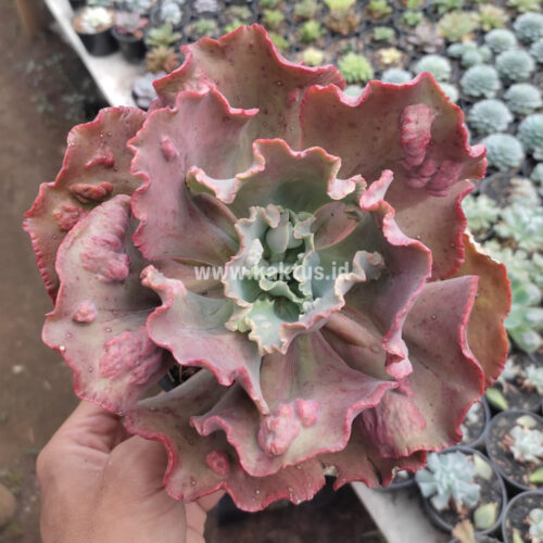 Echeveria Mauna Loa Size 15 Cm, real gallery image #7 plants. Picture taken directly from kaktus.id community Echeveria farmer green houses.