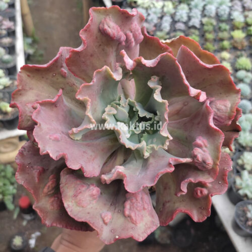 Echeveria Mauna Loa Size 15 Cm, real gallery image #10 plants. Picture taken directly from kaktus.id community Echeveria farmer green houses.